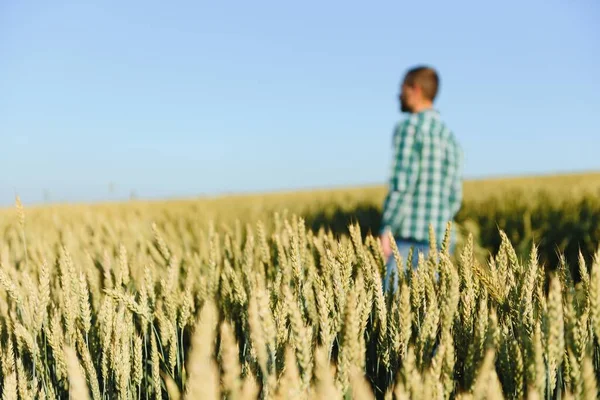 Een Landbouwer Een Tarweveld Controleert Kwaliteit Van Gewassen — Stockfoto