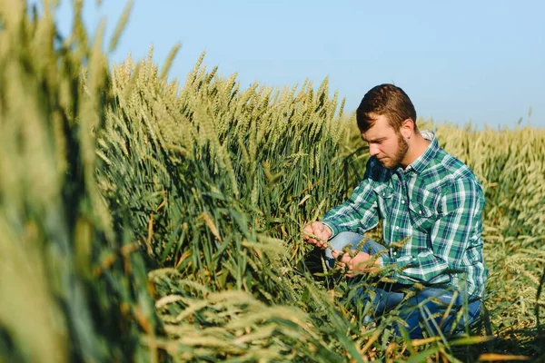 Фермер Пшеничном Поле Проверяет Качество Зерновых Культур — стоковое фото
