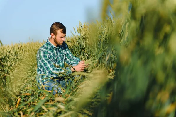 Jovem Agricultor Feliz Agrônomo Inspecionando Plantas Trigo Campo Antes Colheita — Fotografia de Stock
