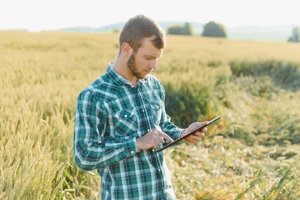 Glücklicher Jungbauer Oder Agronom Der Weizenpflanzen Vor Der Ernte Auf — Stockfoto