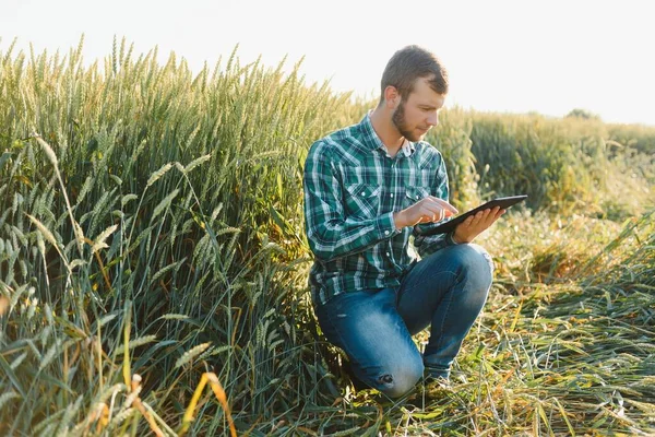 Felice Tecnico Maturo Che Controlla Crescita Del Grano Controllo Qualità — Foto Stock