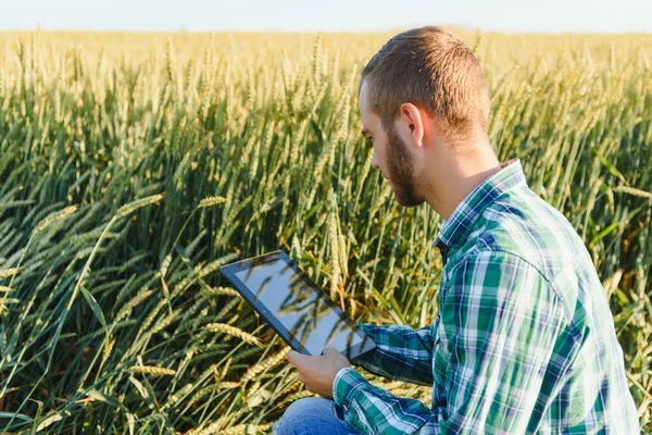 Landwirt Überprüft Fortschritte Auf Weizenfeld Hält Tablet Internet — Stockfoto