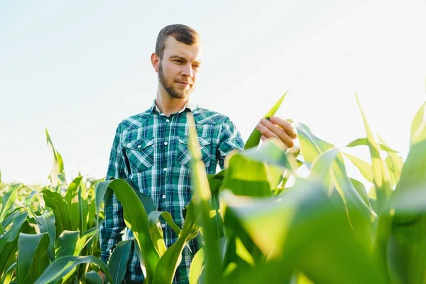 Young Farmer Inspects Field Green Corn Agricultural Industry — Stock Photo, Image