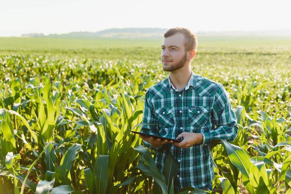 Farmer inspecting corn field summer sunny day