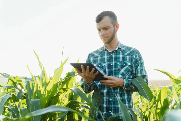 Jovem Agricultor Feliz Agrônomo Usando Tablet Campo Milho Sistema Irrigação — Fotografia de Stock