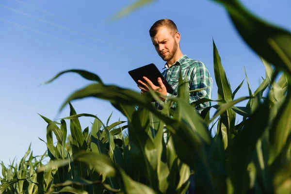 Feliz Joven Agricultor Agrónomo Usando Tableta Campo Maíz Sistema Riego — Foto de Stock