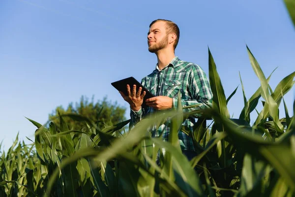 Farmer Inspecting Corn Field Summer Sunny Day — Stock Photo, Image