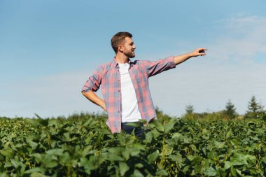 Agronomist tarlada yetişen soya fasulyesi ekinlerini inceliyor. Tarım üretim konsepti. Genç tarımcı yazın tarlada soya fasulyesi mahsulünü inceliyor. Soya tarlasında çiftçi