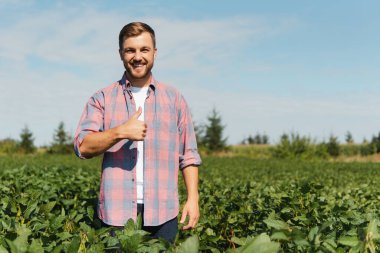 Bir çiftçi yeşil fasulye tarlasını teftiş eder. Hasat konsepti