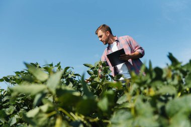 Soya tarlasında genç bir çiftçi