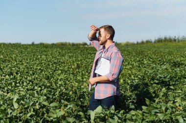Bir çiftçi yeşil fasulye tarlasını teftiş eder. Hasat konsepti