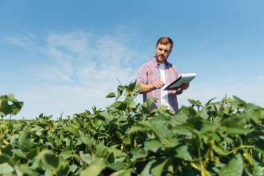 Agronomist tarlada yetişen soya fasulyesi ekinlerini inceliyor. Tarım üretim konsepti. Genç tarımcı yazın tarlada soya fasulyesi mahsulünü inceliyor. Soya tarlasında çiftçi