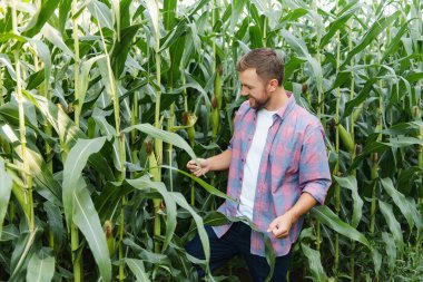 Agronomist mısır tarlasında tablet dokunmatik tablet bilgisayarını tutuyor ve hasat etmeden önce ekinleri inceliyor. Tarım sektörü konsepti. Brezilya çiftliği.