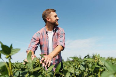 Agronomist tarlada yetişen soya fasulyesi ekinlerini inceliyor. Tarım üretim konsepti. Genç tarımcı yazın tarlada soya fasulyesi mahsulünü inceliyor. Soya tarlasında çiftçi