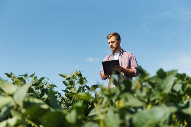 Agronomist tarlada yetişen soya fasulyesi ekinlerini inceliyor. Tarım üretim konsepti. Genç tarımcı yazın tarlada soya fasulyesi mahsulünü inceliyor. Soya tarlasında çiftçi