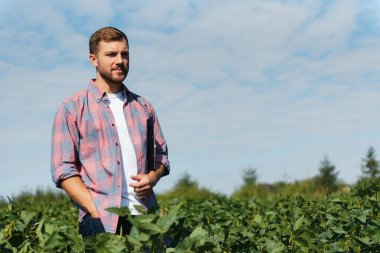Bir çiftçi yeşil fasulye tarlasını teftiş eder. Hasat konsepti