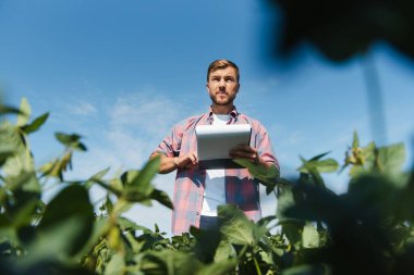 Agronomist tarlada yetişen soya fasulyesi ekinlerini inceliyor. Tarım üretim konsepti. Genç tarımcı yazın tarlada soya fasulyesi mahsulünü inceliyor. Soya tarlasında çiftçi