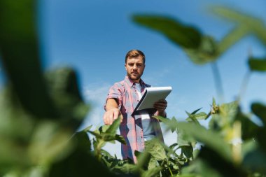 Agronomist tarlada yetişen soya fasulyesi ekinlerini inceliyor. Tarım üretim konsepti. Genç tarımcı yazın tarlada soya fasulyesi mahsulünü inceliyor. Soya tarlasında çiftçi
