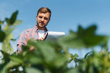 Bir çiftçi yeşil fasulye tarlasını teftiş eder. Hasat konsepti