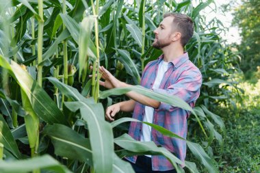 Mısır koçanı alanındaki geç yaz aylarında kontrol sakallı genç çekici adam