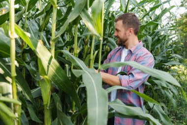 Bir adam mısır tarlasını teftiş ediyor ve zararlıları arıyor. Başarılı çiftçi ve tarım sektörü