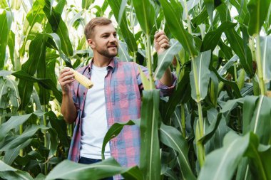 Çiftçi mısır tarlasını teftiş edip uzaklara bakıyor.
