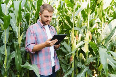 Çiftçi mısır tarlasını teftiş edip uzaklara bakıyor.