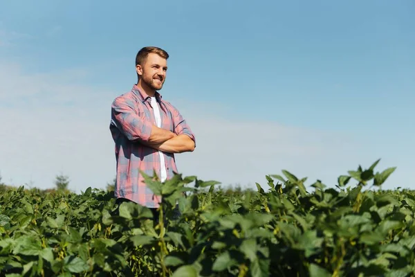 Agronomista Badający Uprawy Soi Rosnące Polu Uprawnym Koncepcja Produkcji Rolnej — Zdjęcie stockowe