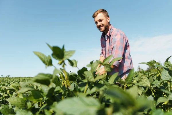 Agronomist Inspecting Soya Bean Crops Growing Farm Field Agriculture Production — Stock Photo, Image