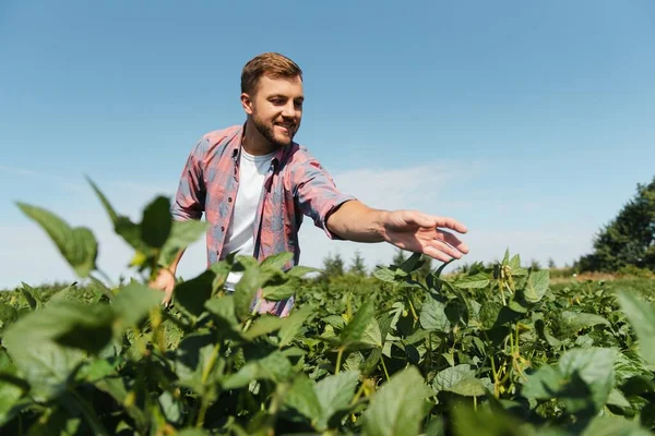 Jovem Agricultor Campos Soja — Fotografia de Stock