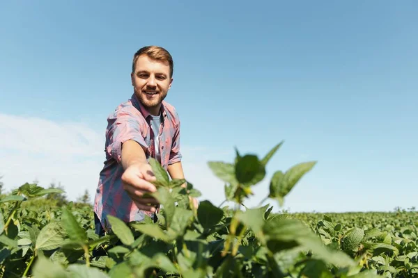 Joven Agricultor Campos Soja — Foto de Stock