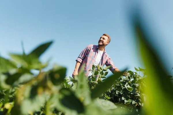 Retrato Joven Agricultor Feliz Inspeccionando Plantaciones Soja Industria Agrícola — Foto de Stock