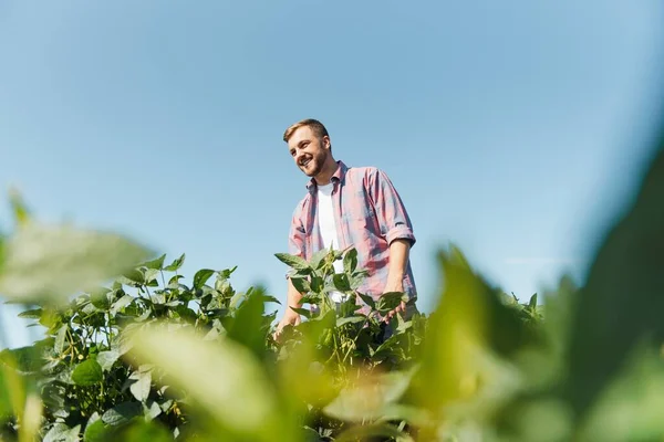 Retrato Joven Agricultor Feliz Inspeccionando Plantaciones Soja Industria Agrícola — Foto de Stock