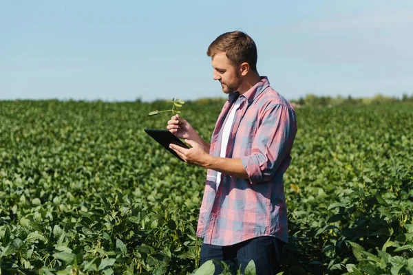 Fiatal Jóképű Mezőgazdasági Mérnök Szójabab Területen Tabletta Kezében Nyár Elején — Stock Fotó