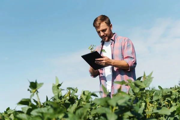 Giovane Affascinante Ingegnere Agricolo Sul Campo Soia Con Tablet Mano — Foto Stock