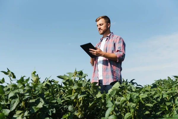 Jovem Agricultor Campos Soja — Fotografia de Stock