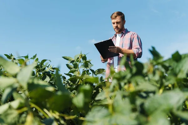 Agronomist Tarlada Yetişen Soya Fasulyesi Ekinlerini Inceliyor Tarım Üretim Konsepti — Stok fotoğraf