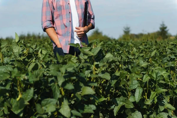 Agrónomo Agricultor Que Examina Cultivo Del Campo Soja — Foto de Stock