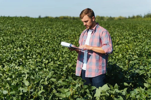 Agronomist Tarlada Yetişen Soya Fasulyesi Ekinlerini Inceliyor Tarım Üretim Konsepti — Stok fotoğraf