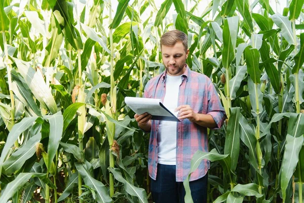 Férfi Farmer Ellenőrzi Farmján Lévő Üzemeket Agribusiness Koncepció Mezőgazdasági Mérnök — Stock Fotó