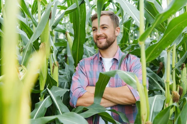 Agricultor Inspeccionando Campo Maíz Mirando Hacia Otro Lado — Foto de Stock