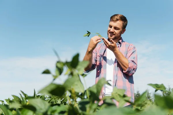 Egy Farmer Egy Zöld Szójababot Vizsgál Betakarítás Fogalma — Stock Fotó