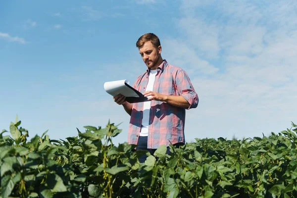 Agronomo Che Ispeziona Colture Soia Che Crescono Nel Campo Agricolo — Foto Stock