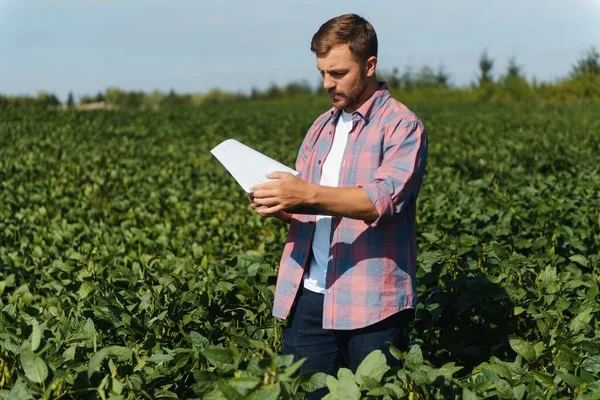 Agronomist Tarlada Yetişen Soya Fasulyesi Ekinlerini Inceliyor Tarım Üretim Konsepti — Stok fotoğraf