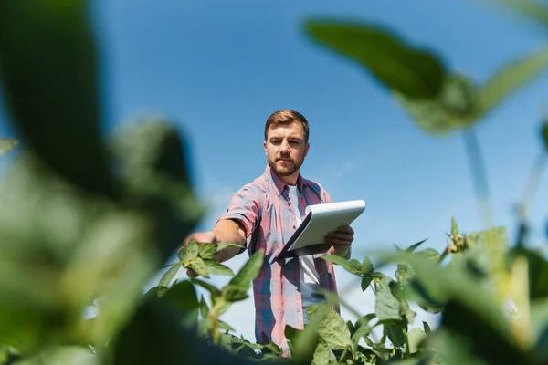 Agronomo Agricoltore Che Esamina Coltura Del Campo Soia — Foto Stock