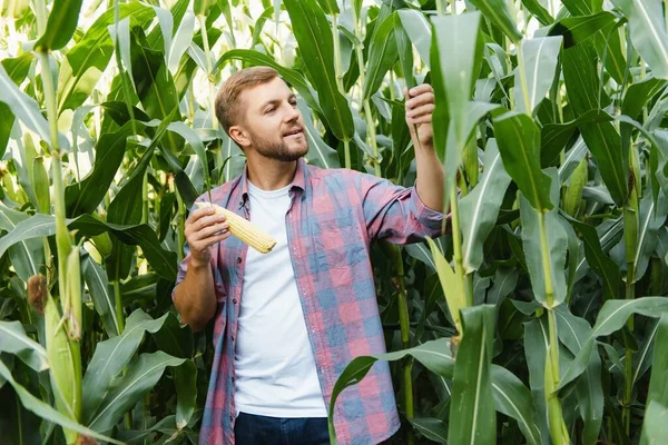 Agronom Drží Kukuřičném Poli Počítač Dotykovou Deskou Před Sklizní Zkoumá — Stock fotografie