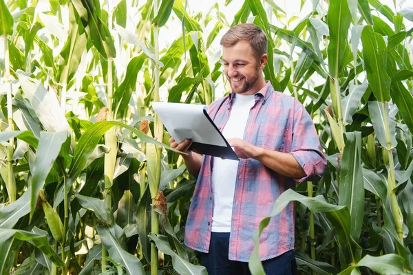 Agronomist Tartja Tabletta Érintőpad Számítógép Kukorica Területen Megvizsgálja Növények Betakarítás — Stock Fotó
