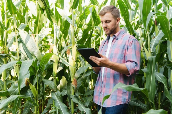 Agronomist Tartja Tabletta Érintőpad Számítógép Kukorica Területen Megvizsgálja Növények Betakarítás — Stock Fotó