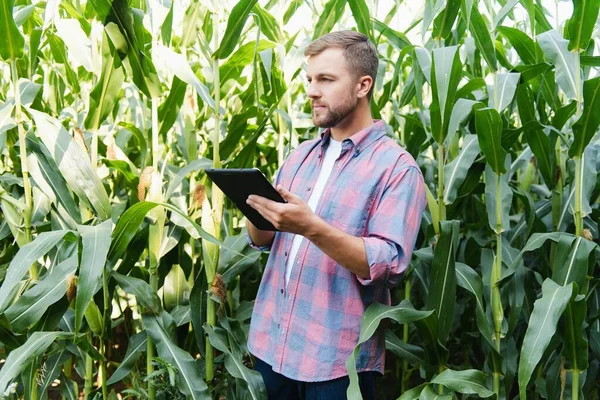 Férfi Farmer Ellenőrzi Farmján Lévő Üzemeket Agribusiness Koncepció Mezőgazdasági Mérnök — Stock Fotó