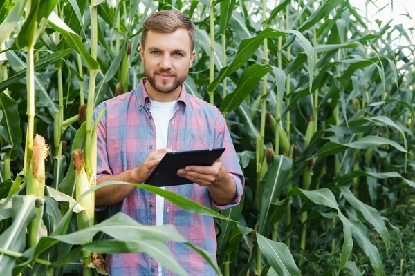 Agronomist Tartja Tabletta Érintőpad Számítógép Kukorica Területen Megvizsgálja Növények Betakarítás — Stock Fotó